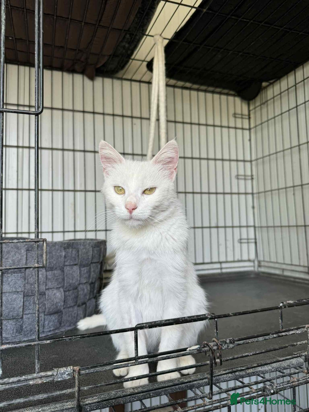 Mixed Breed cats for adoption: Charlotte - Norwich Norfolk   - Advert 12