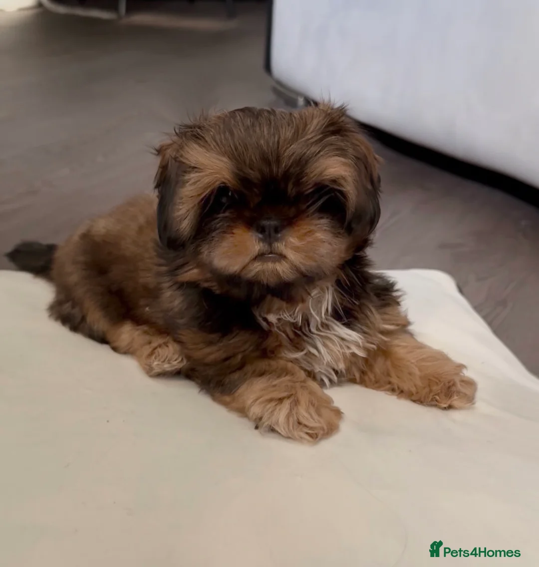 Shih Tzu dogs for sale: Tiny Imperials Karishishi Lines Ready To Rehome  - Advert 2
