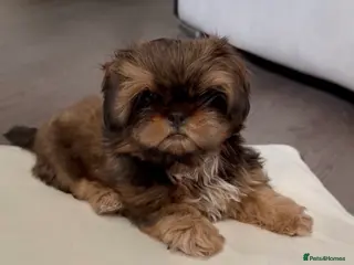 Shih Tzu dogs Tiny Imperials Karishishi Lines Ready To Rehome - Advert 4