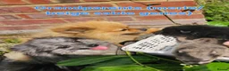 Pomeranian dogs for stud: NEXT GEN BLUE MERLE POM PUPS INCOMING - Advert 22
