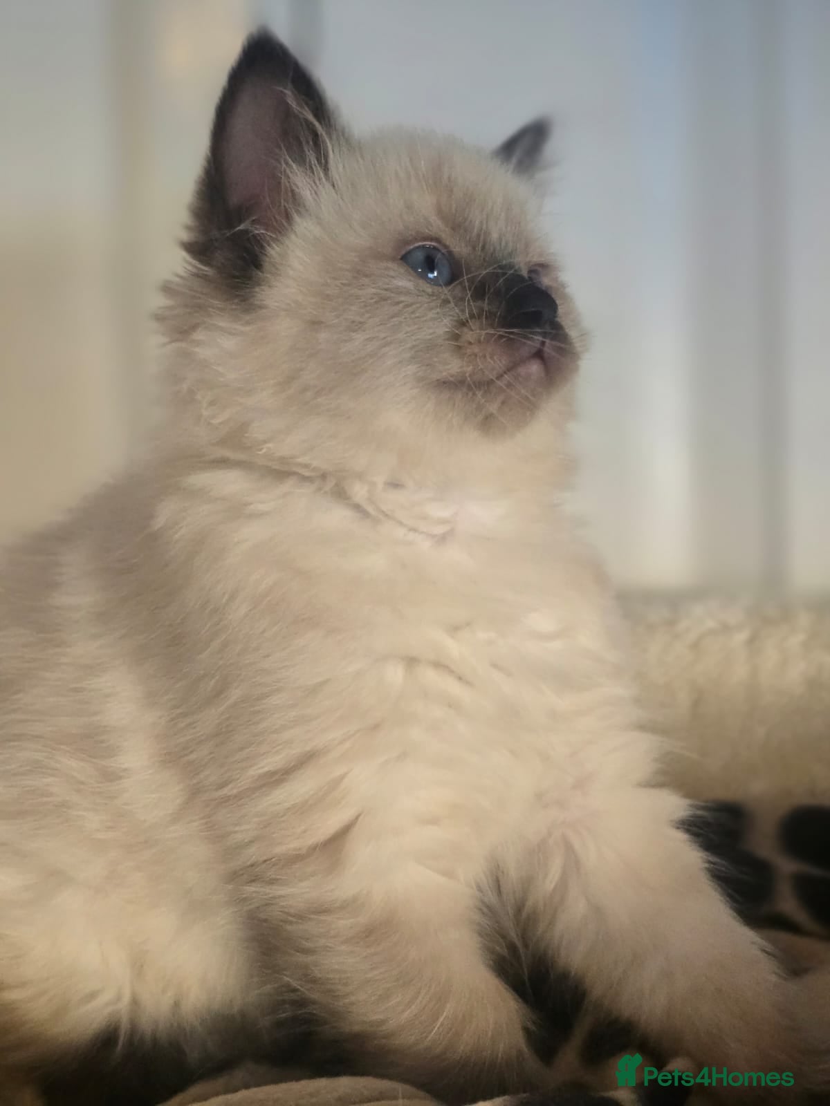 Ragdoll cats Precious GCCF Registered Ragdoll Kittens - 1 Girl - Advert 10