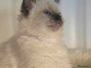 Ragdoll cats Precious GCCF Registered Ragdoll Kittens - 1 Girl - Advert 10