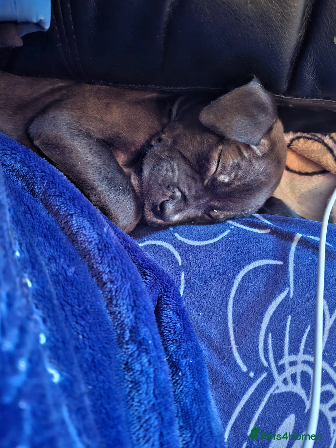 Mixed Breed dogs for sale: 2 female pups - Advert 4