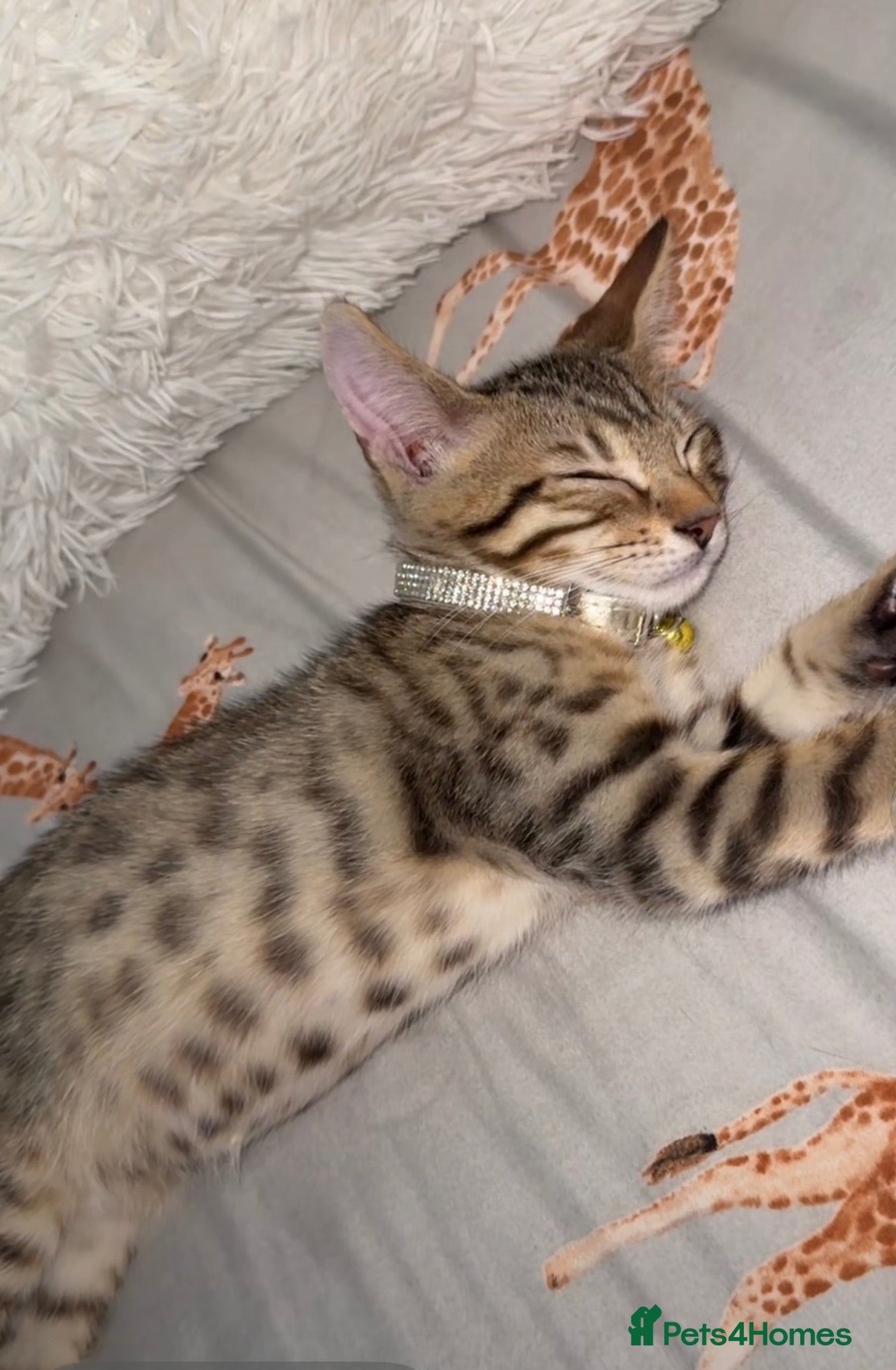Bengal cats Bengal kitten for sale  - Advert 1