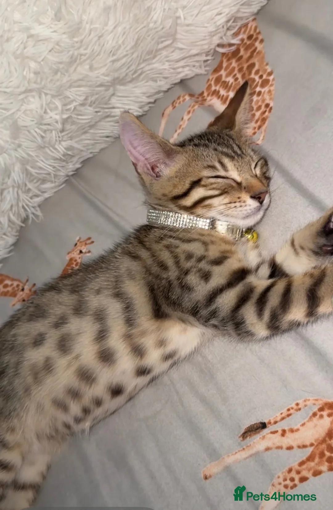 Bengal cats for sale: Bengal kitten for sale  - Advert 1