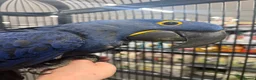 Macaws birds for sale: ⭐️ Stunning baby handreared Hyacinth Macaw ⭐️ - Advert 3