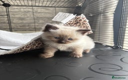 Ragdoll cats for sale: Ragdoll kittens for sale  in Runcorn - Image 14
