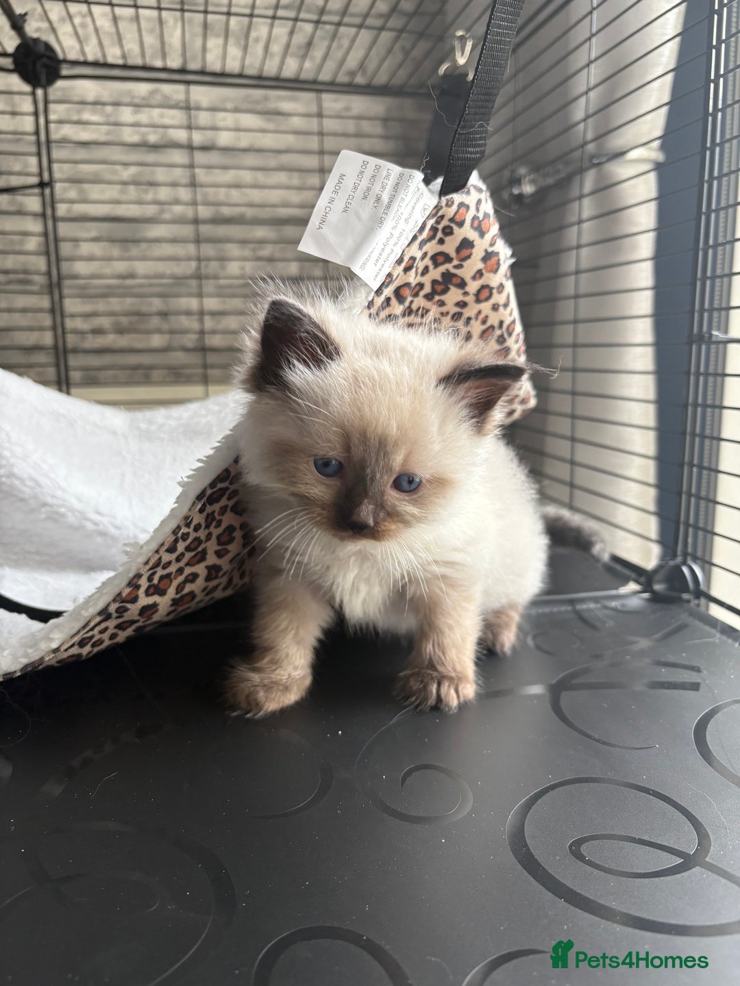 Ragdoll cats for sale: Ragdoll kittens for sale  in Runcorn - Image 14