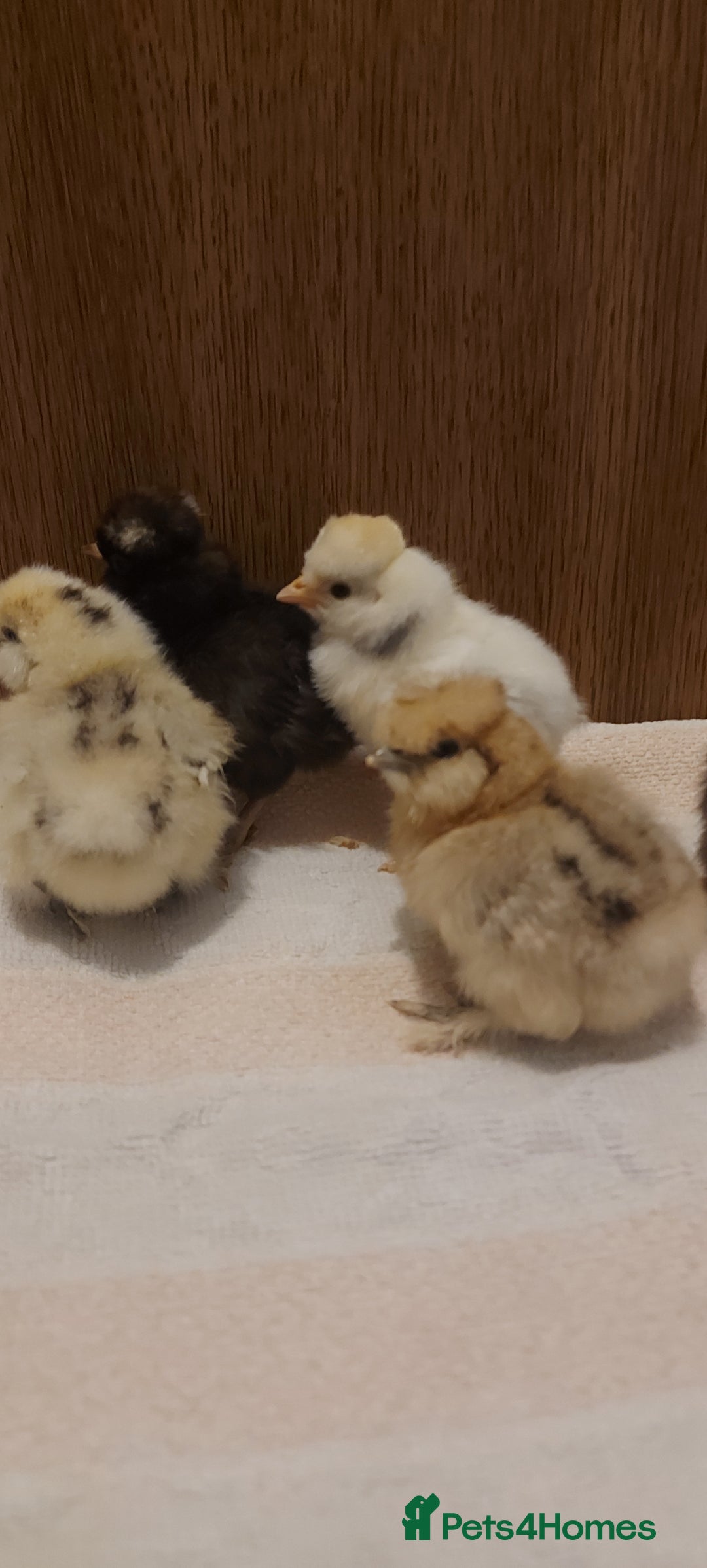 Chickens poultry for sale: Usa silkie and poland chicks  - Advert 5