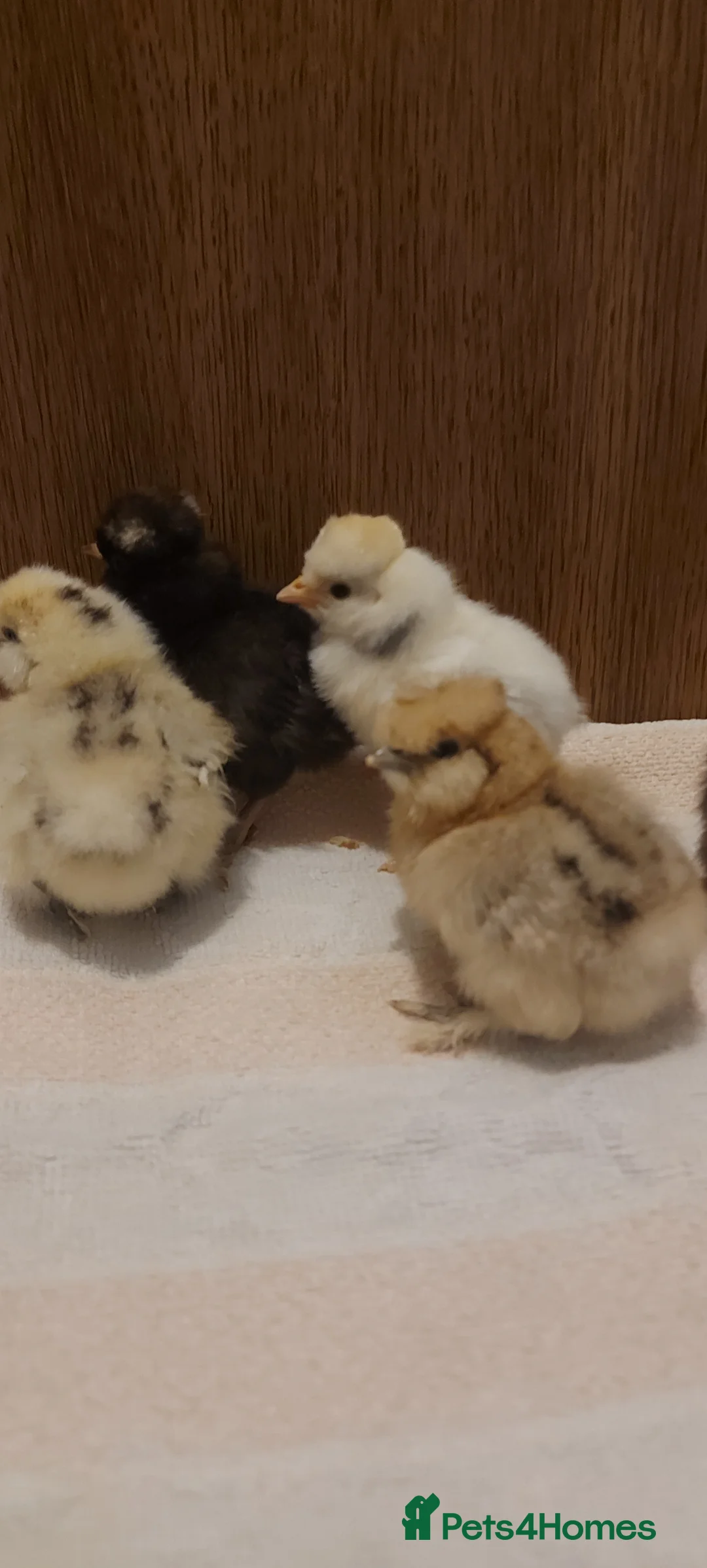 Chickens poultry for sale: Usa silkie and poland chicks  - Advert 5