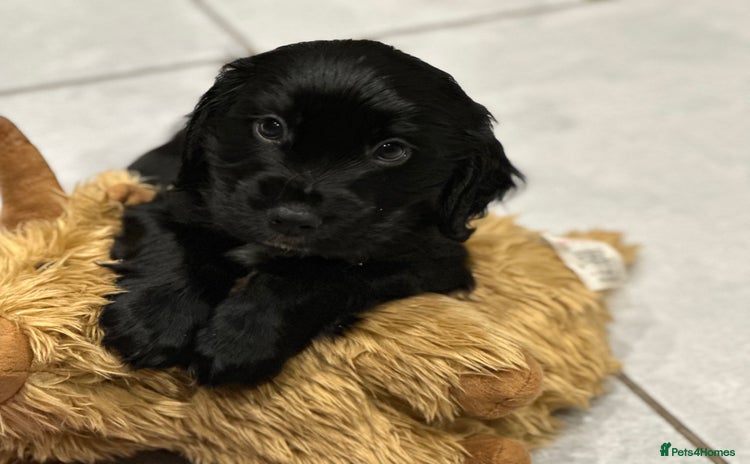 Cocker Spaniel dogs KC cocker spaniel  - Advert 11