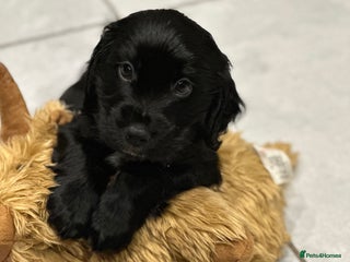 Cocker Spaniel dogs KC cocker spaniel - Advert 1