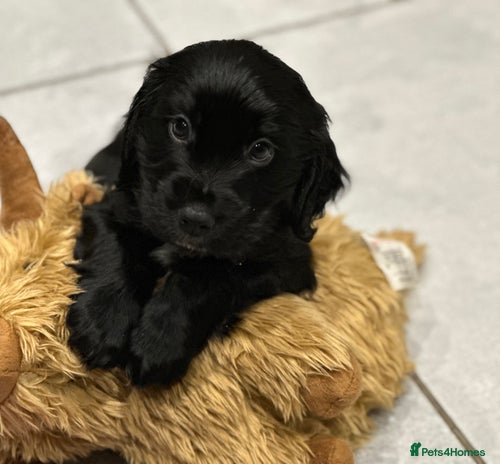 Cocker Spaniel dogs KC cocker spaniel - Advert 15