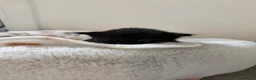 Mixed Breed cats for sale: Gorgeous Black & White Kittens – Boys & Girls - Advert 13