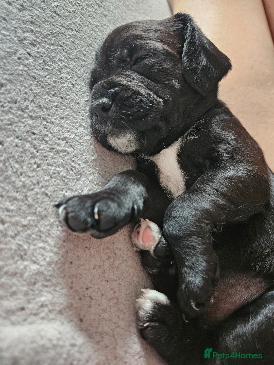 Mixed Breed dogs for sale: Last little girl of the litter left - Image 7