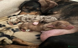 Miniature Dachshund dogs for stud: Black and cream proven gorgeous boy for stud only  - Image 13