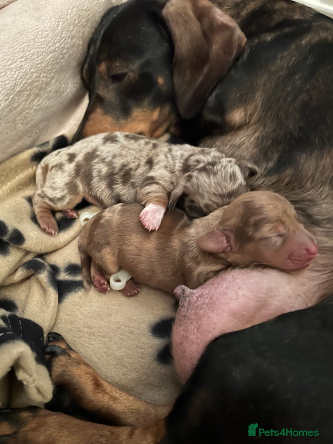 Miniature Dachshund dogs for stud: Black and cream proven gorgeous boy for stud only  - Image 13