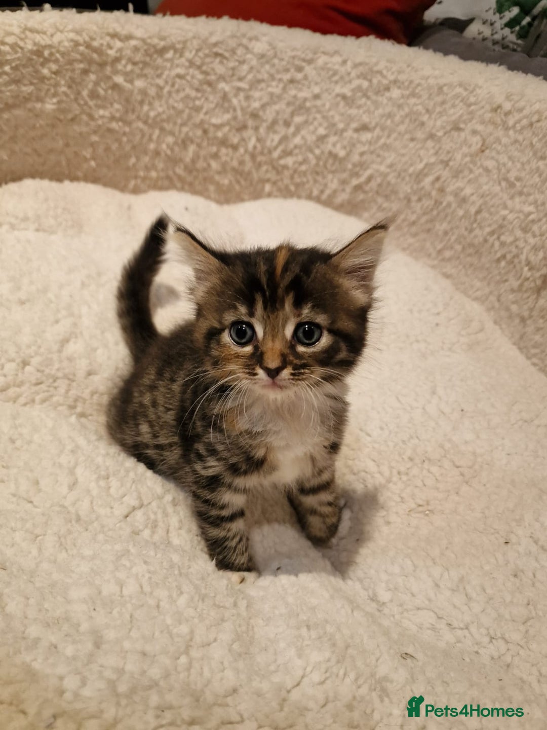Norwegian Forest Cat cats for sale: Norwegian Forest kittens for sale - Image 15