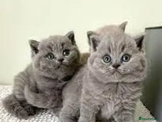 British Shorthair cats Sweet playful and friendly kittens - Advert 2