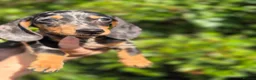 Miniature Dachshund dogs for sale: Miniature Dachshund Puppies - Advert 3