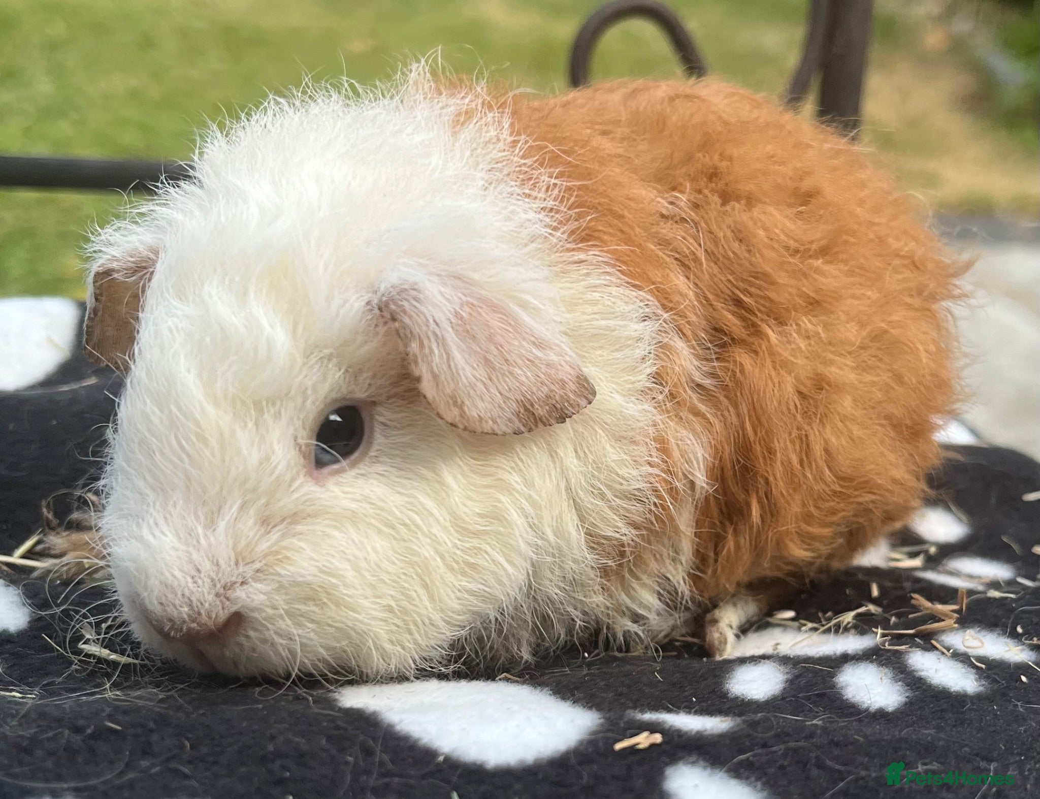 Guinea Pig rodents Guniea pigs. - Advert 4
