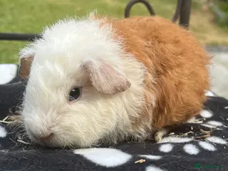 Guinea Pig rodents Guniea pigs. - Advert 4