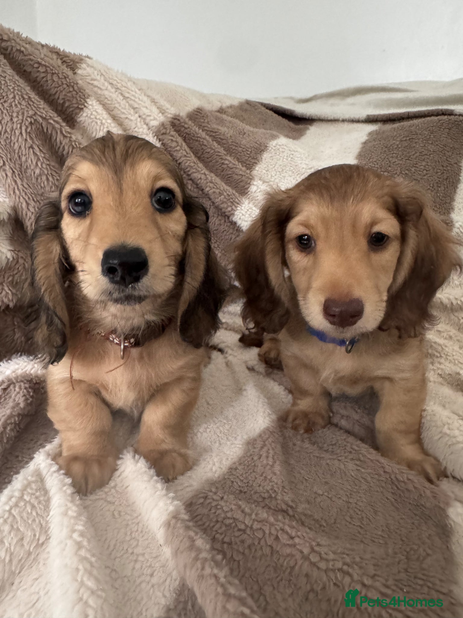 Miniature Dachshund dogs Miniature dachshund puppies longhaired - Advert 1