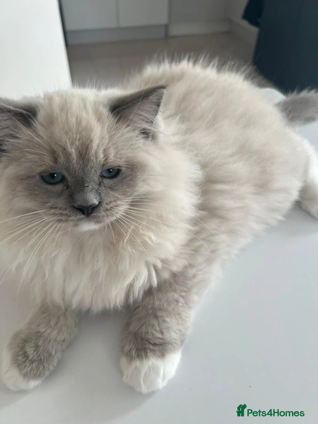 Ragdoll cats for sale: Mr gucci - Advert 2