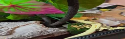 Gecko reptiles for sale: Crested Geckos pair in Slough - Advert 4