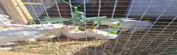 Californian rabbits for sale: Californian and californianXnewzaeland rabbits  in Worthing - Advert 3