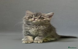 Persian cats for sale: ⭐️ Exceptional Persian x Exotic Kittens ⭐️ - Advert 6