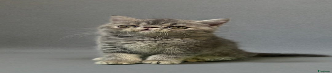 🩷 Kitten 4 Female Exotic Shorthair 🩷