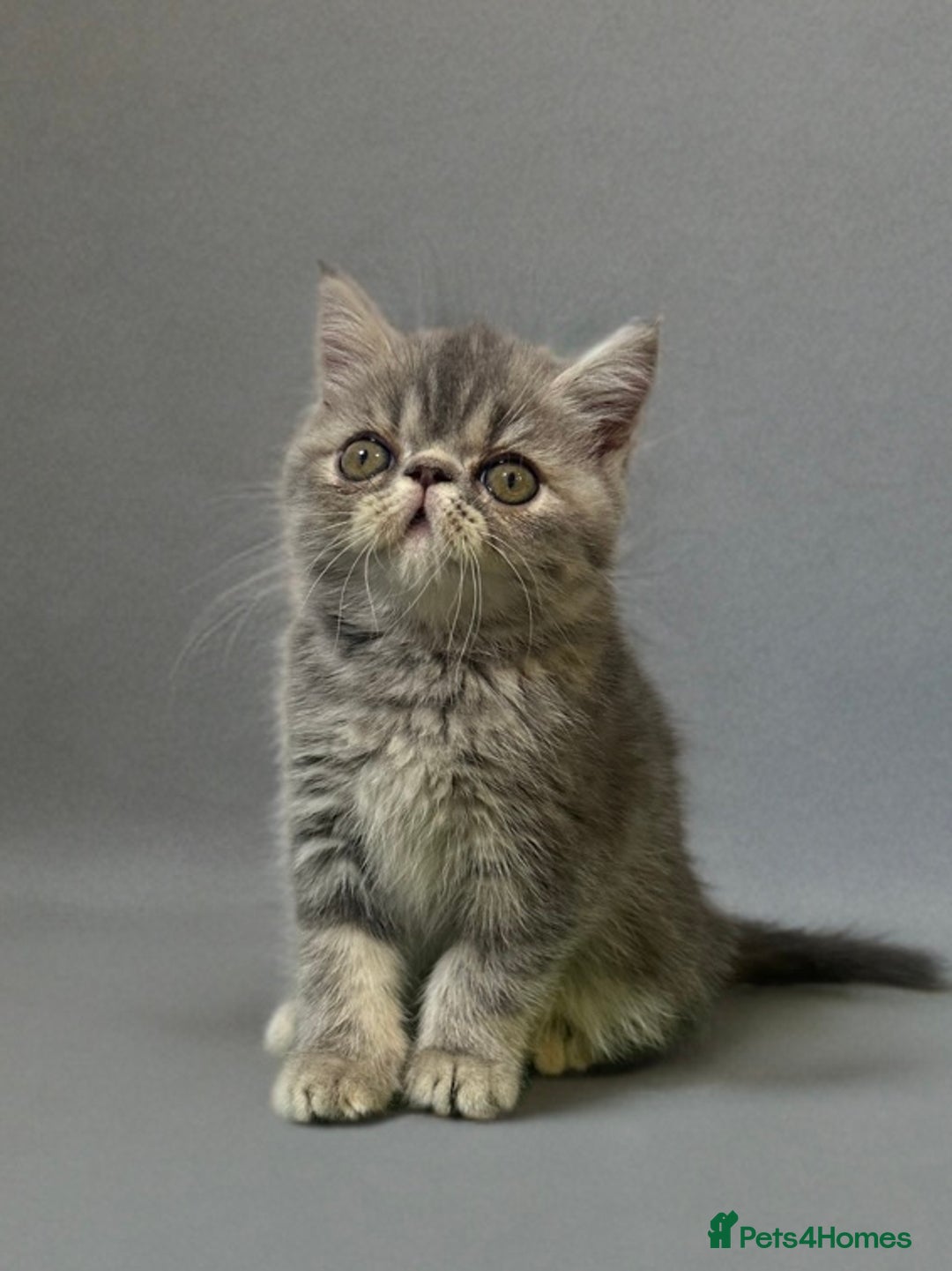 Persian cats for sale: ⭐️ Exceptional Persian x Exotic Kittens ⭐️ - Advert 6