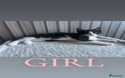 Mixed Breed cats for sale: Gorgeous kittens ready for loving forever homes  - Image 5