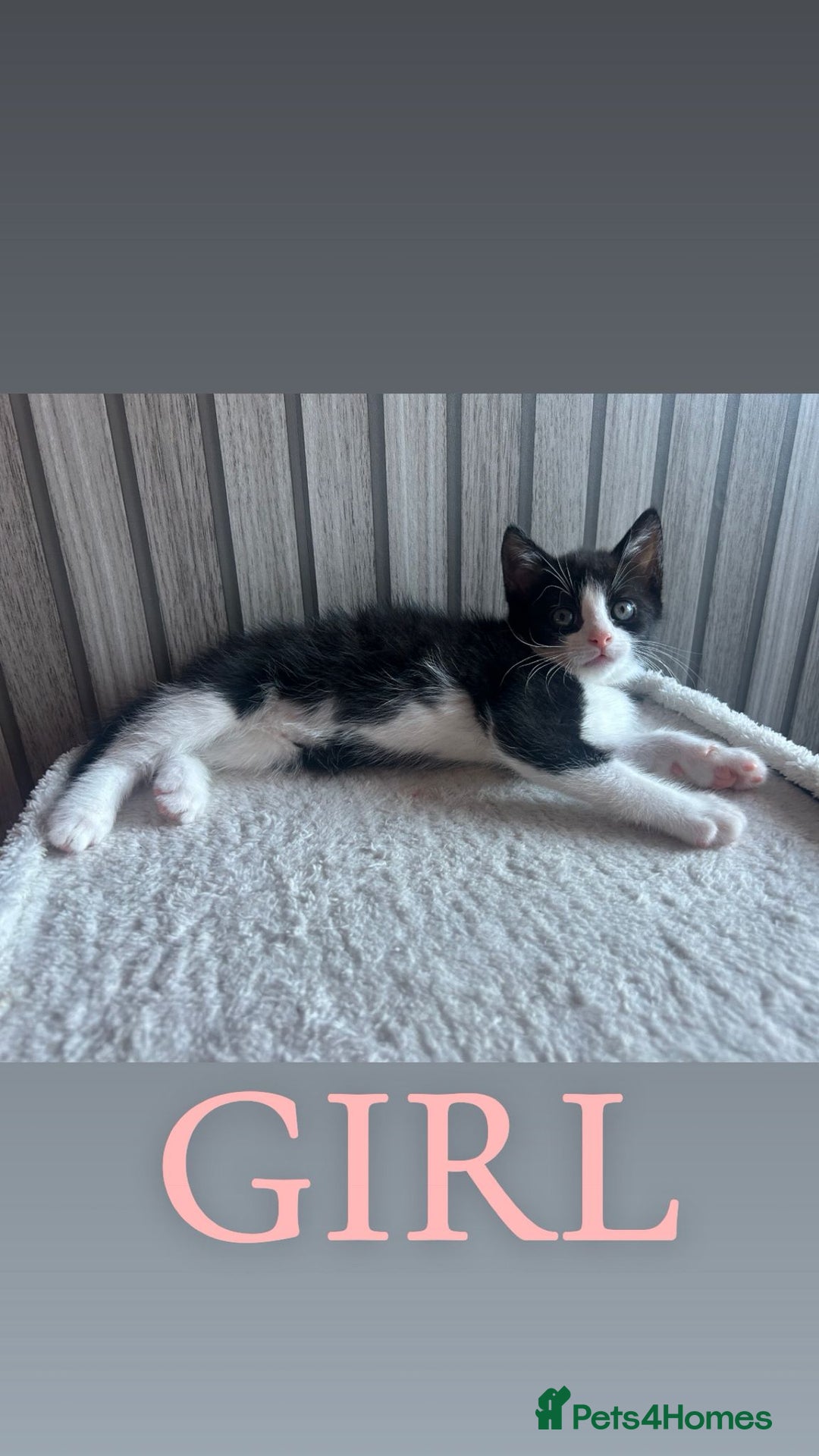 Mixed Breed cats for sale: Gorgeous kittens ready for loving forever homes  - Image 5