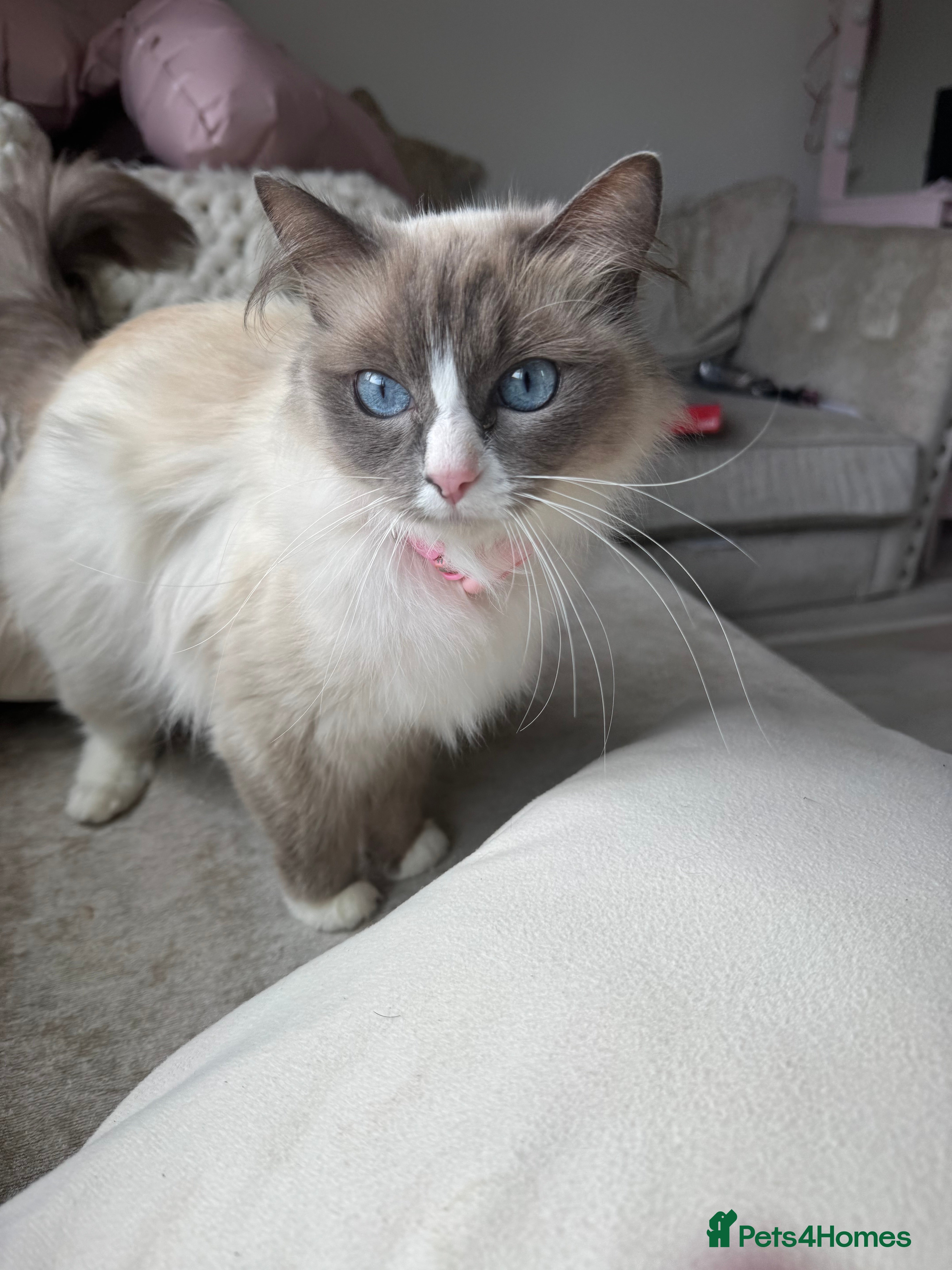 Ragdoll cats Ragdoll kittens for sale  - Advert 2