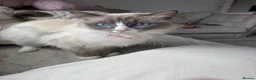 Ragdoll cats for sale: Ragdoll kittens for sale  in Brentwood - Advert 2