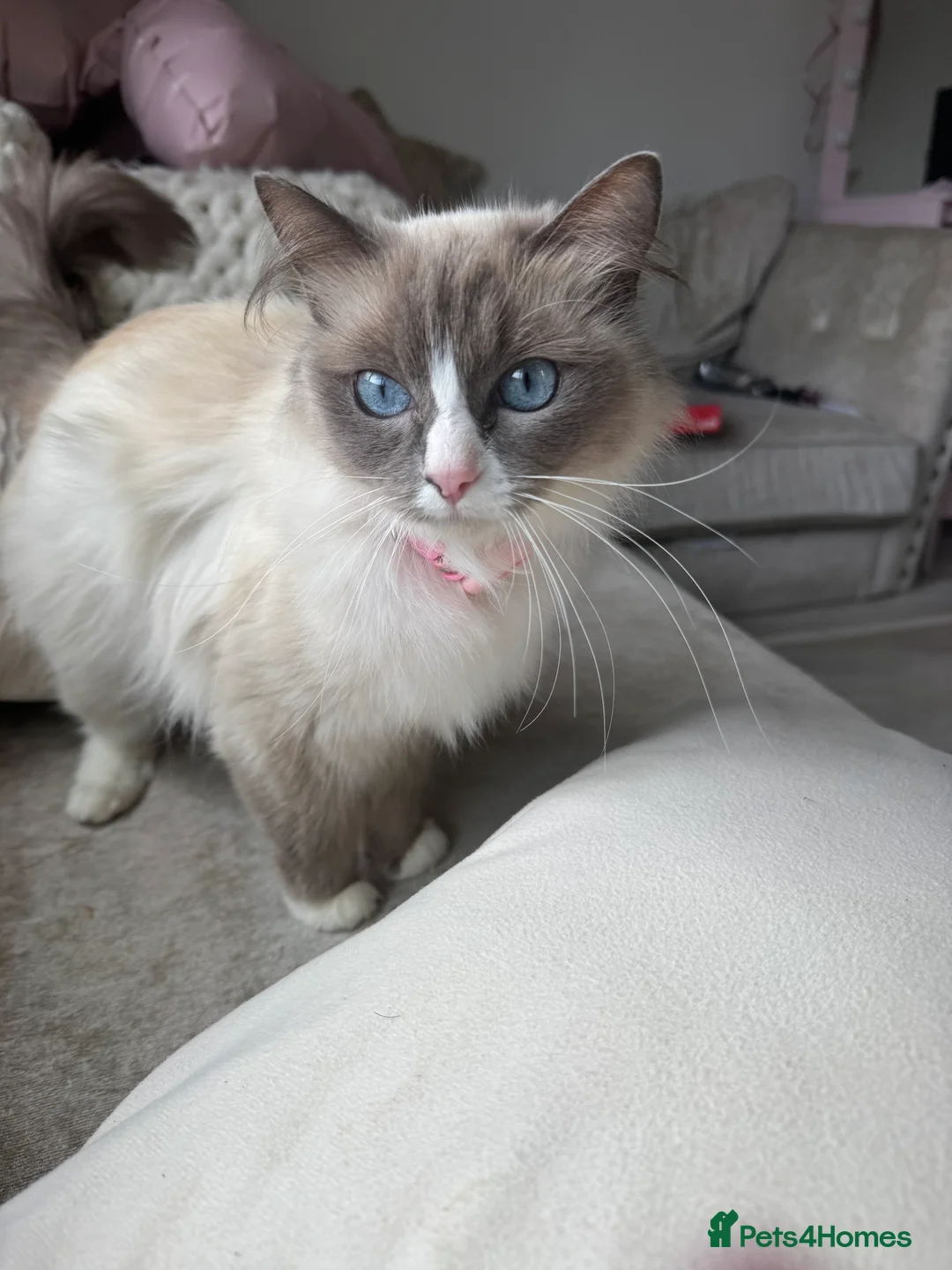 Ragdoll cats for sale: Ragdoll kittens for sale  in Brentwood - Advert 2
