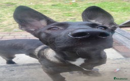 Mixed Breed dogs for sale: Staffy x Akita x ridgeback Girl  - Image 12