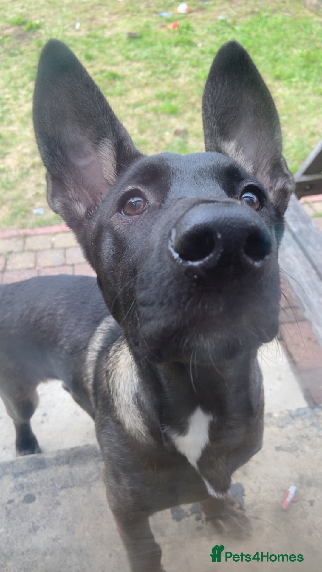 Mixed Breed dogs for sale: Staffy x Akita x ridgeback Girl  - Image 12