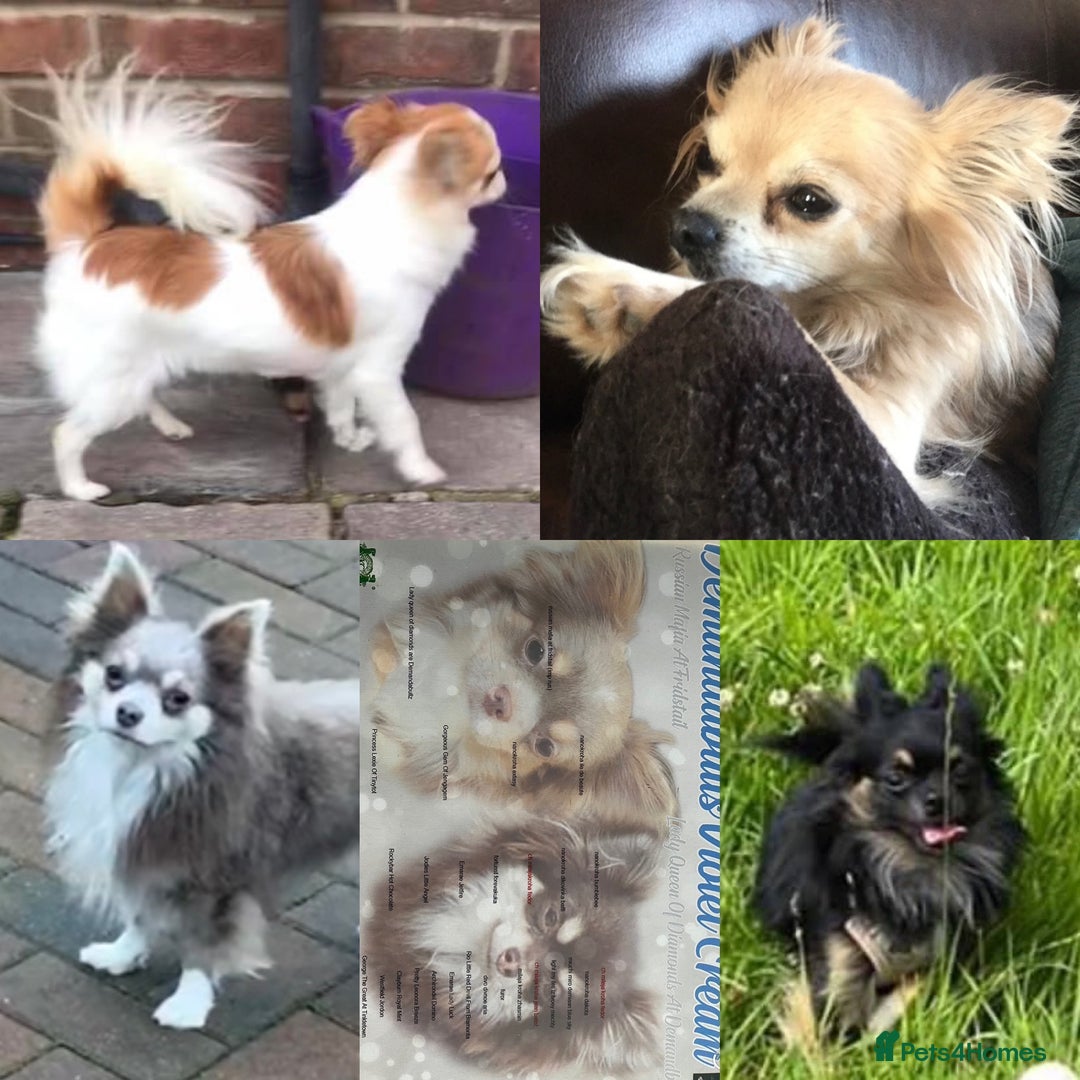 Chihuahua dogs for sale: Long haired KC chihuahuas  - Image 7