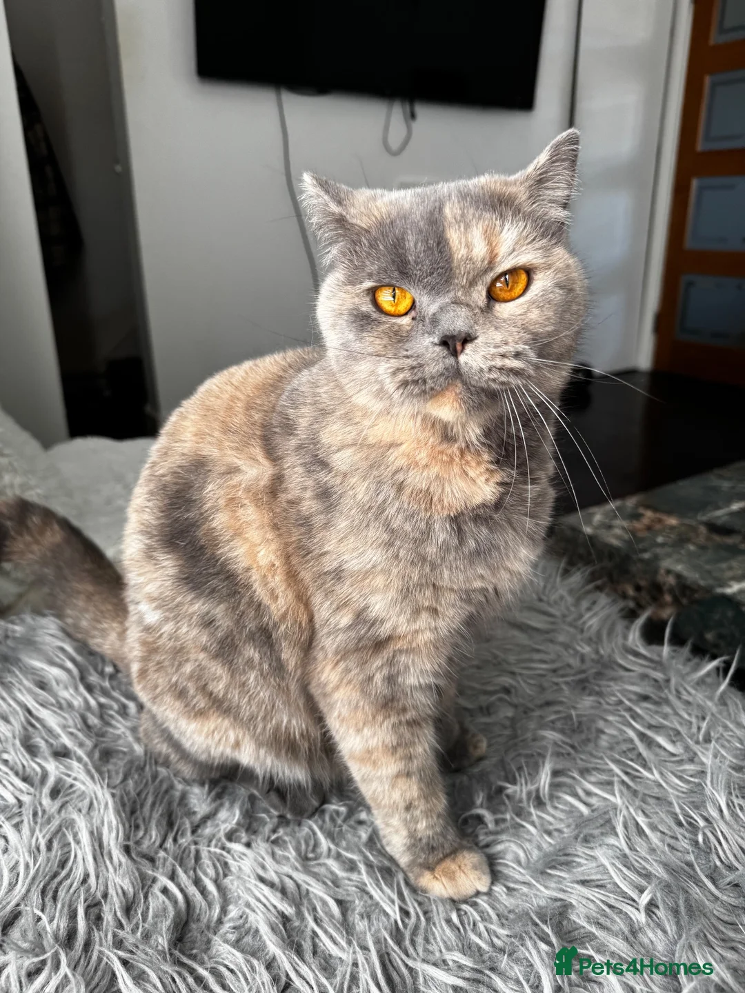 British Shorthair cats for sale: Sophie GCCF registered active BSH - Advert 2