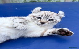 Savannah cats for sale: Breath taking wild looking girl  - Image 11