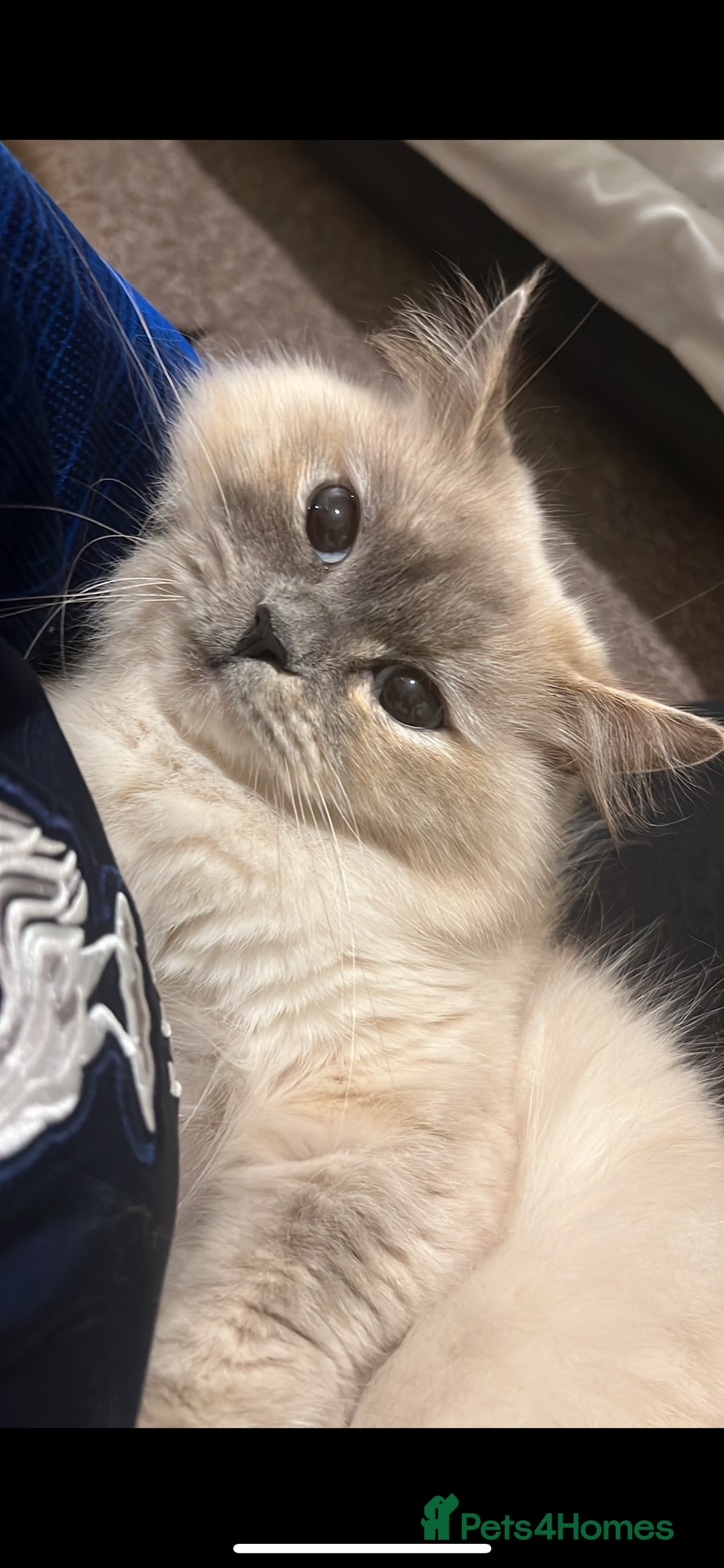 Ragdoll cats for sale: Two ragdoll cats for sale  - Advert 4