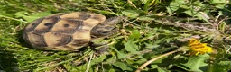 Tortoise reptiles for sale: Mediterranean spurthigh tortoise hatchlings in Plymouth - Advert 3