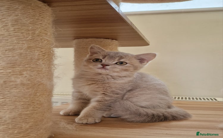 British Shorthair cats - Advert 3