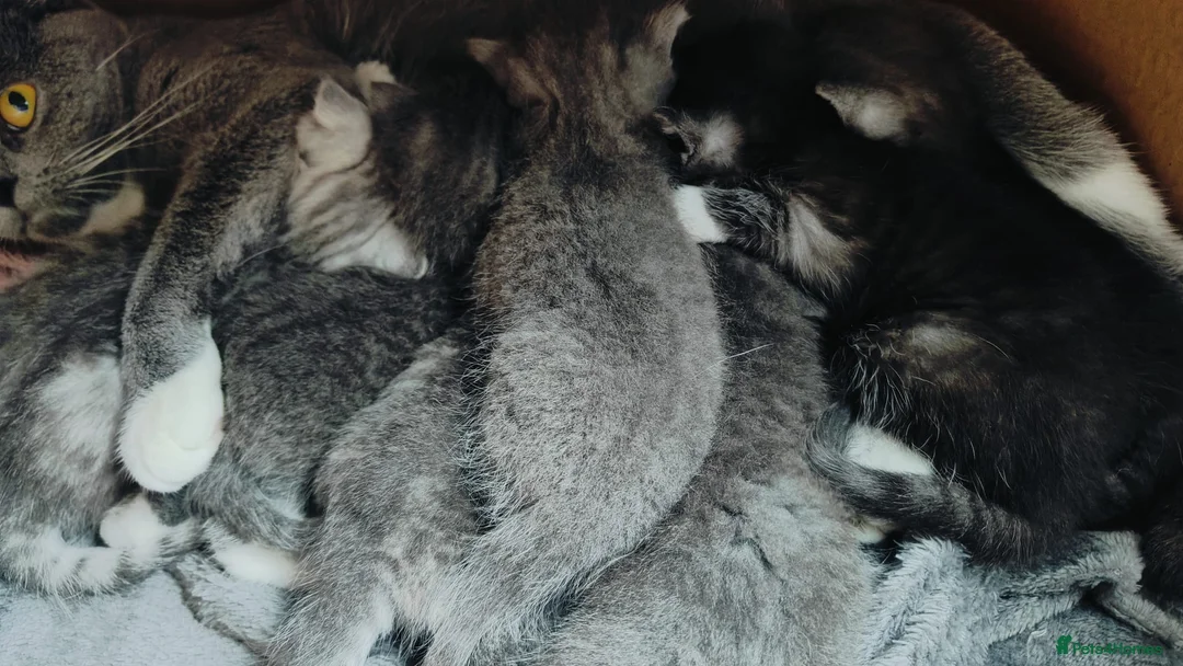 Scottish Fold cats for sale: ❤️Luxuary Scottish Fold kittens❤️ - Advert 21