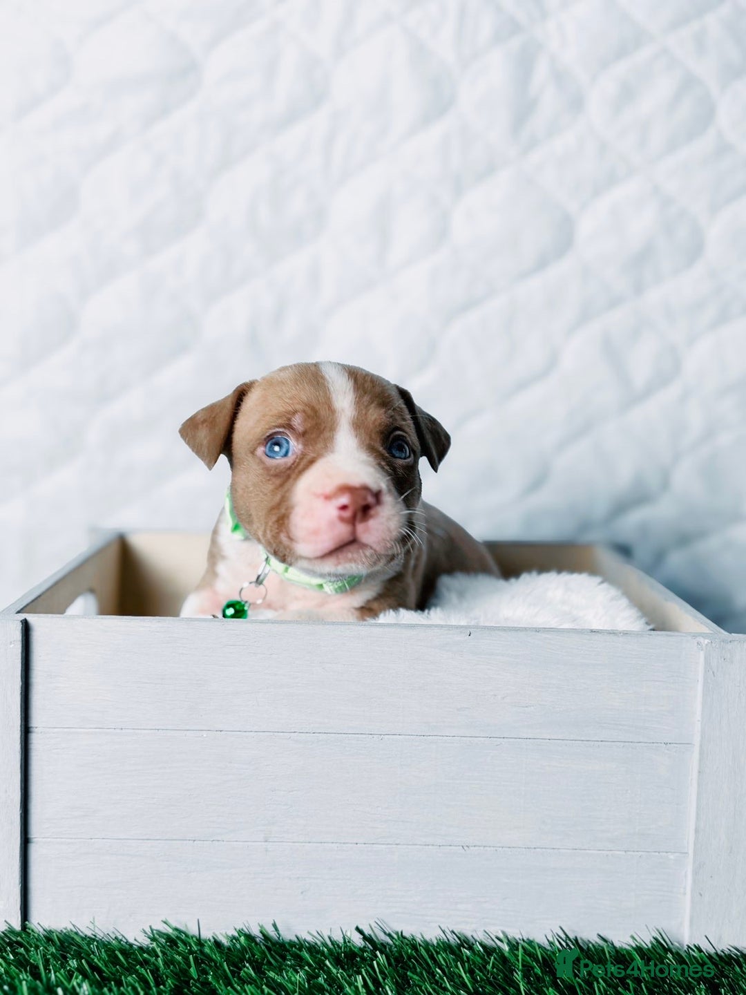 American Bully dogs for sale:  Bully x Staffie pups (2 Boys left) - Advert 28