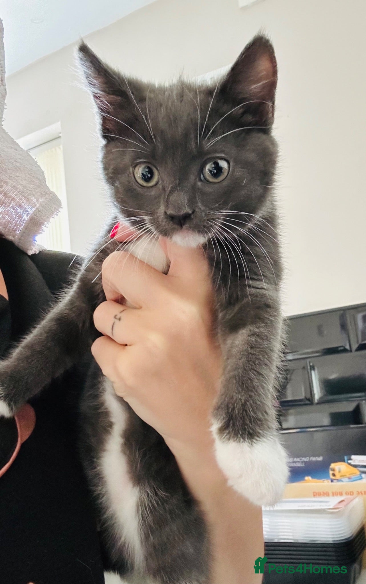 Mixed Breed cats Beautiful girl left  - Advert 1