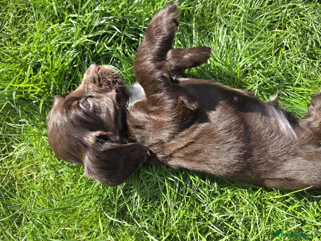 Cocker Spaniel dogs for sale: Show cocker spaniels  - Image 11